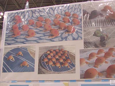 WF2005-summer-032.jpg