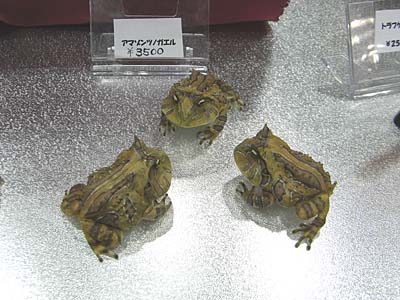 WF2007-summer-059.jpg