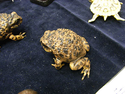 WF2008-summer-031.jpg