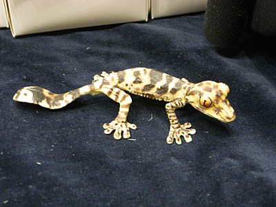WF2008-summer-034.jpg