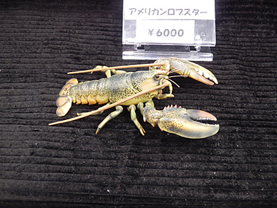 WF2011-summer-082.jpg