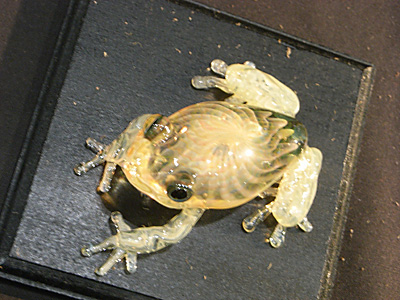 WF2011-summer-278.jpg