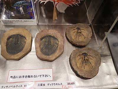 WF2012-summer-092.jpg