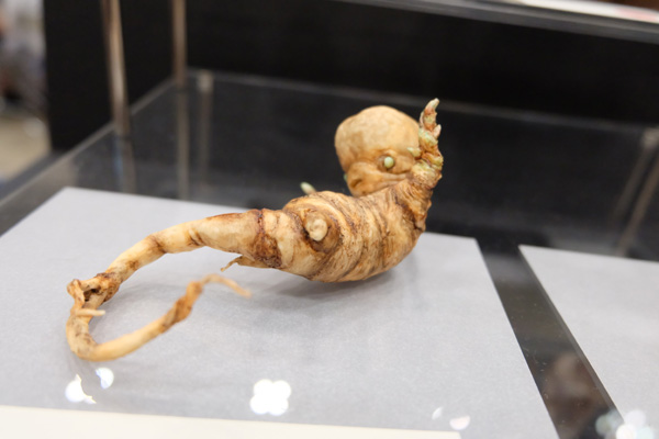WF2015-summer-210.jpg