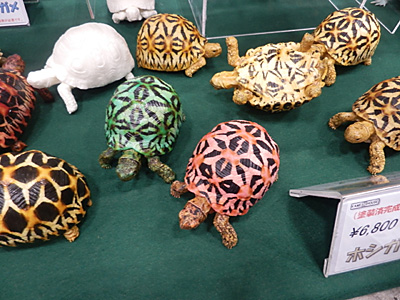 WF2015-winter-263.jpg