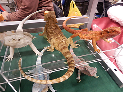 WF2015-winter-265.jpg
