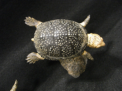 WF2015-winter-347.jpg