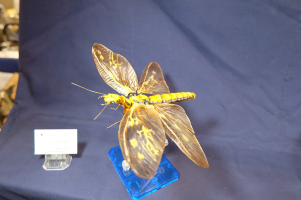 WF2016-summer-237.jpg