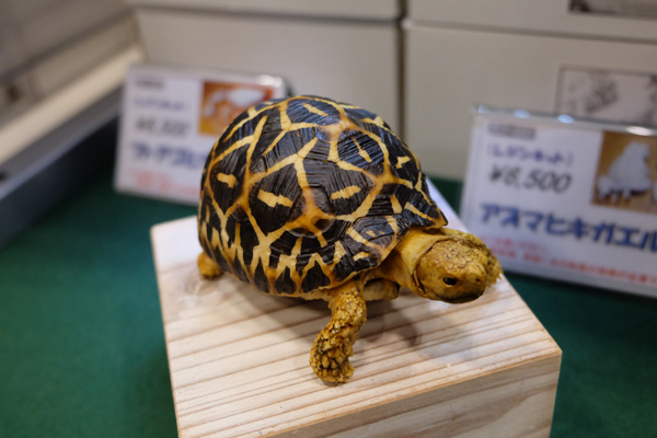 WF2016-winter-302.jpg