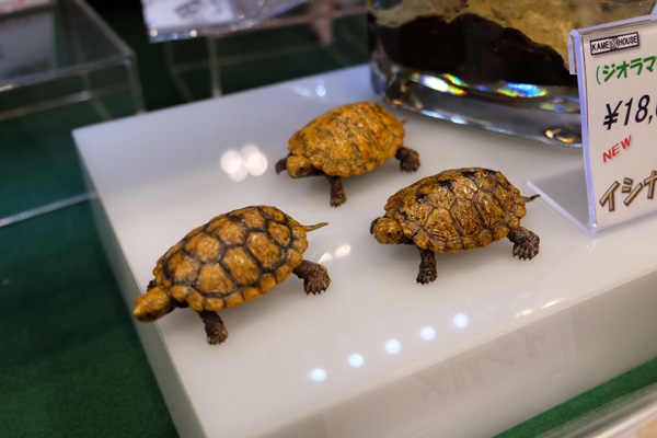 WF2016-winter-304.jpg