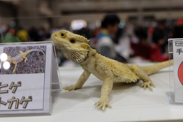 WF2016-winter-307.jpg