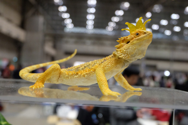 WF2016-winter-308.jpg