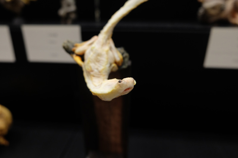 WF2018-summer-157.jpg