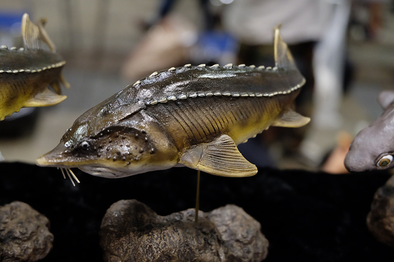 WF2019-summer-271.jpg