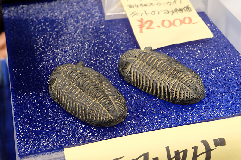 WF2019-winter-186.jpg