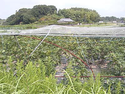 kyoto2005-007.jpg